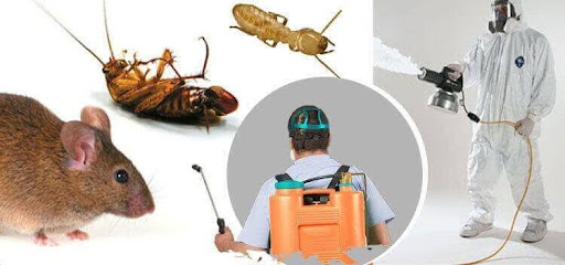 مكافحة جميع انواع الحشرات والنمل والفئران